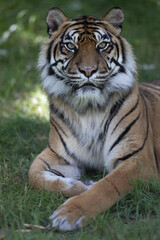 Obraz premium Sumatra tiger in the jungle