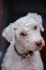 ella tan guapa mirando a la camara