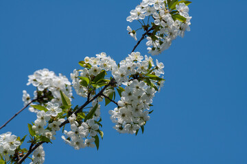 Nice white apricot spring flowers branch macro photography nature awakening