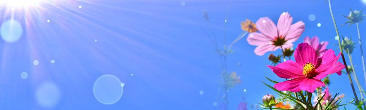 Sch&ouml;ne Sommerblumen vor blauem Himmel mit Sonnenschein und Bokeh Lichtern - Cosmos bipinnatus,