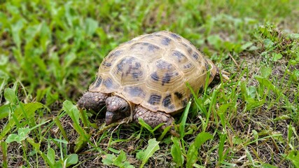 turtle on the grass