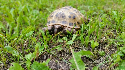 turtle on the grass