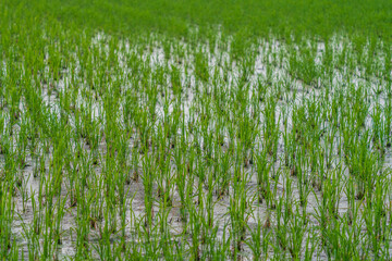 Flooded rice field with green growing plants