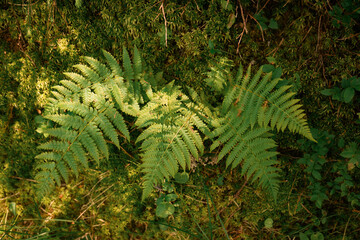 Ferns leaves green foliage. Close up of beautiful growing ferns in the forest with sun lights....