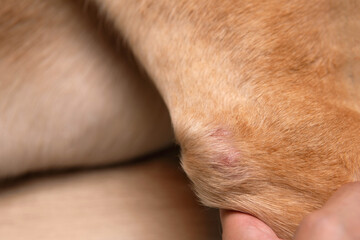 Naklejka premium Closeup part of dog body adult Dudley Labrador retriever elbow with redness and dry skin infection from bacteria at vet visit. Dog healthcare and skin allergy concept 