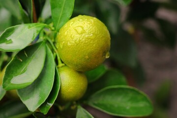 Kumquat tree with water drop on orange fruit and green leaves. Nature and food concept.