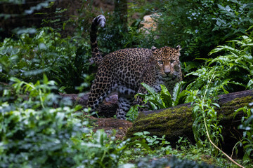 Sri Lankan leopard in the jungle