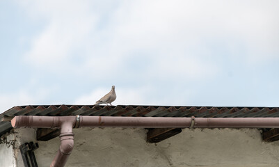 old house roof