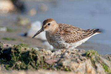 Dublin, (Calidris alpina) feeding on seaweed on the beach.
