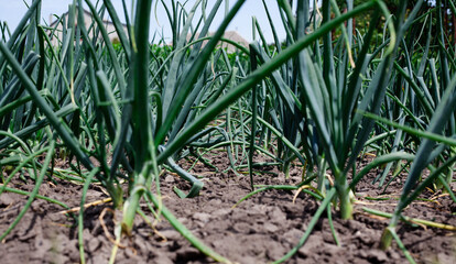 Obraz premium Organically grown onions. Green onion in vegetable garden. growing vegetables on the farm. drought on vegetable field.
