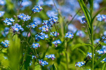 blue forget-me-not flowers