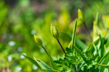 closed buds of young tulips in the spring garden