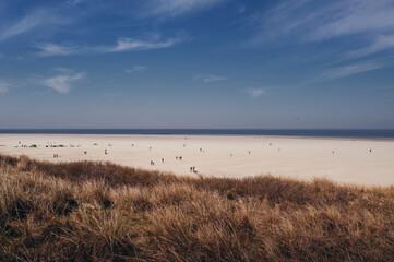 Beautiful sandy beach where people walk with dry and yellow grass, blue sea and sky on texel island in sunny weather
