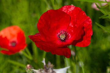 Closeup of poppies in a wildflower meadow