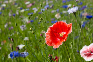 Poppy in the foreground of a wildflower meadow