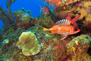 Longspine Squirrelfish, Holocentrus rufus, Coral Reef, Caribbean Sea, Playa Giron, Cuba