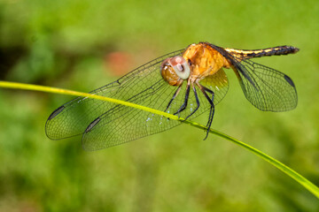 Dragonfly, Tropical Rainforest, Costa Rica, Central America, America