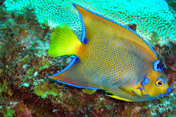 Queen Angelfish, Holacanthus ciliaris, Coral Reef, Caribbean Sea, Playa Giron, Cuba