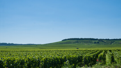 Fototapeta na wymiar Vineyard of Champagne at summer
