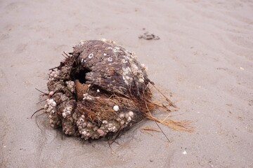 close up dry coconut shell on the beach