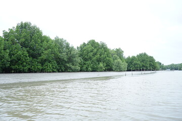 Sailing in the mangrove forest