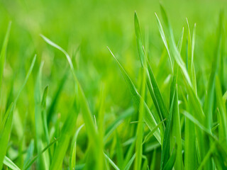 Fototapeta na wymiar Close up of fresh green grass in the early morning. Tranquil calm closeup plants macro wallpaper. Beautiful meadow screensaver on the desktop. Copy space.