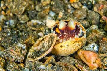 Coconut Octopus, Amphioctopus  marginatus, Lembeh, North Sulawesi, Indonesia, Asia