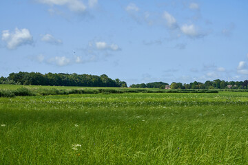 natural green meadow in the district Wesermarsch on a sunny summer day with vivid blue sky and white clouds - a house can be seen in the distance far away at the horizon - obrazy, fototapety, plakaty