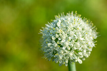 White inflorescence of an onion (Allium cepa) on soid green background