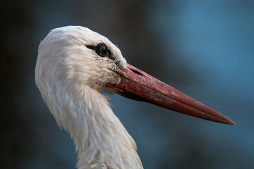 close up of a stork at Martinmere Wetlands Trust in England