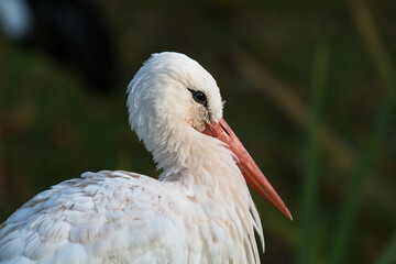 close up of a stork at Martinmere Wetlands Trust in England