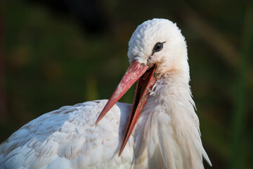close up of a stork at Martinmere Wetlands Trust in England