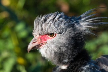 Close up of a Southern Screamer, a South American bird at Martinmere Wetlands Trust in England
