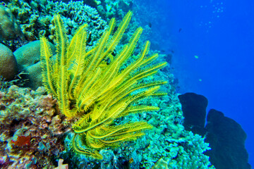 Sea Fan, Sea Whips, Bunaken National Marine Park, Bunaken, North Sulawesi, Indonesia, Asia.