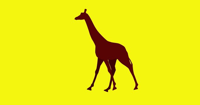 Giraffes walking on yellow background 2d animation cartoon