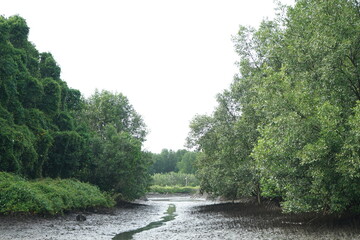 Sailing in the mangrove forest