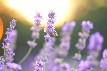 Selective focus of beautiful violet flowers blooming in countryside farmland, sunset on background. Lavender field, meadow in summer sundown, evening. Concept of nature beauty, aromatherapy.