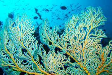 Fototapeta na wymiar Sea Fan, Sea Whips, Gorgonian, Coral Reef, Lembeh, North Sulawesi, Indonesia, Asia