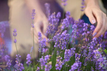 Selective focus of female hands gently touching purple flowers in endless lavender field....