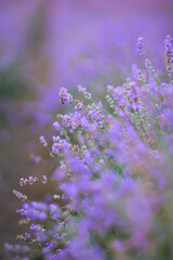 Selective focus of delicate bright purple flowers blooming in countryside farmland. Long patches on lavender field, meadow in summer day. Concept of nature beauty, aromatherapy.