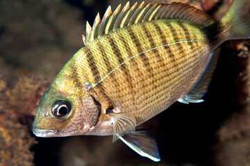 White seabream, Diplodus sargus, Cabo Cope Puntas del Canegre Natural Park, Mediterranean Sea,  Murcia, Spain, Europe © Al Carrera