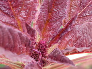 Amaranth plant, close-up. A plant with crimson leaves.