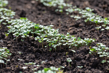 Green manure, siderates. Young sprouts grow in field. Organic fertilizer.