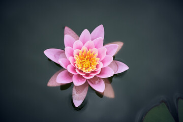 Pond Water Lily