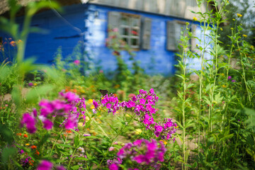 Kolorowe letnie kwiaty w starej polskiej wsi