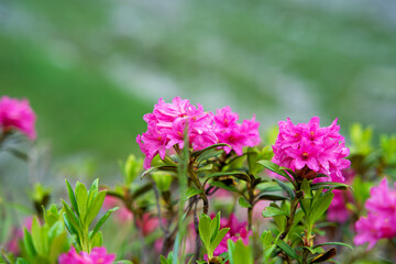 Close up of pink blooming alpine roses in the high mountains