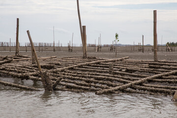 Landscape of deforested mangrove forest on low tide beach 