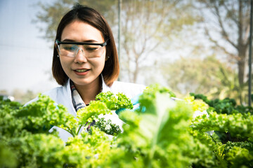 Asian beautiful biotechnologist showing kale vegetable in organic farm for research species. Good...