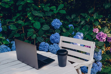 Laptop computer and cup of coffee on white wooden table in the garden with blooming hydrangea...