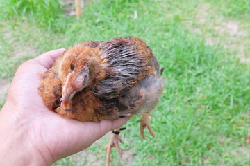 Hand holding a sick blind chicken infected with infectious coryza infection on swelling eyes.	